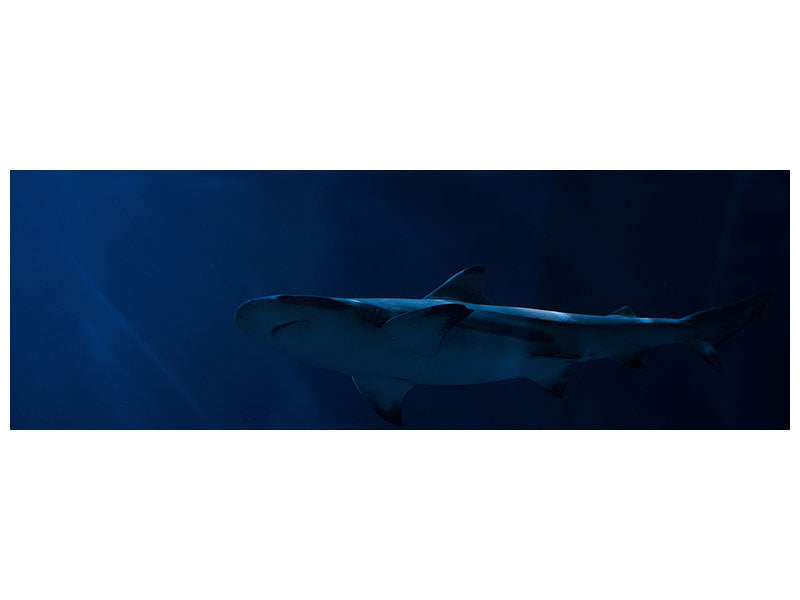 panoramic-canvas-print-dangerous-shark