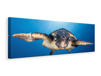 panoramic-canvas-print-face-to-face-with-a-hawksbill-sea-turtle