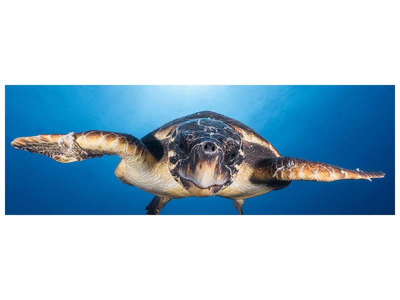 panoramic-canvas-print-face-to-face-with-a-hawksbill-sea-turtle