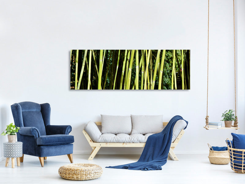 panoramic-canvas-print-fresh-bamboo