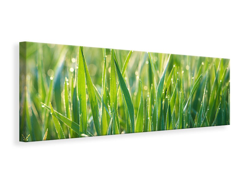 panoramic-canvas-print-grass-with-morning-dew-xl