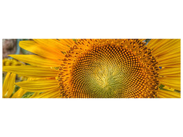 panoramic-canvas-print-inflorescence-of-a-sunflower