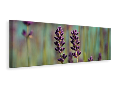 panoramic-canvas-print-lavender-in-xl