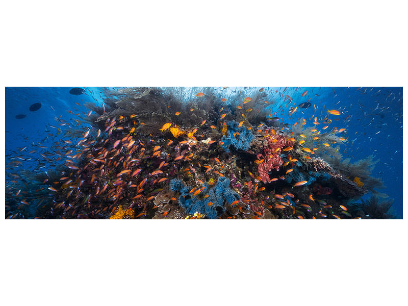 panoramic-canvas-print-life-explosion