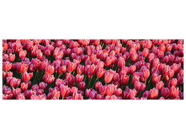 panoramic-canvas-print-lush-tulip-field