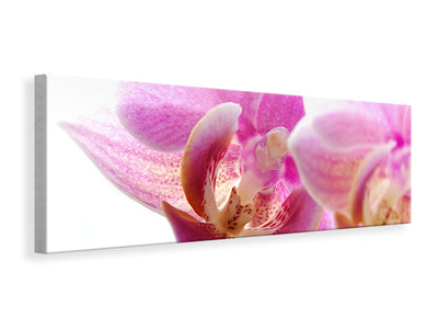 panoramic-canvas-print-magnificent-phalaenopsis