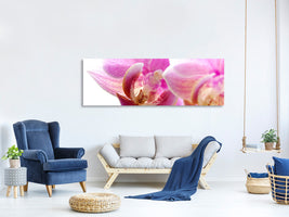 panoramic-canvas-print-magnificent-phalaenopsis