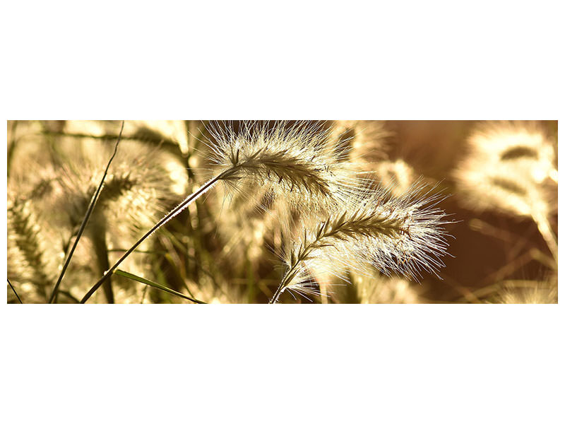 panoramic-canvas-print-ornamental-grass-in-the-sunlight