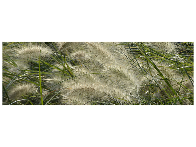 panoramic-canvas-print-ornamental-grass-in-the-wind