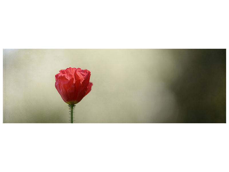 panoramic-canvas-print-red-poppy