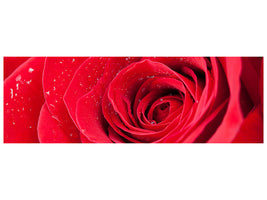 panoramic-canvas-print-red-rose-in-morning-dew