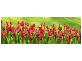 panoramic-canvas-print-red-tulip-field-in-the-sunlight