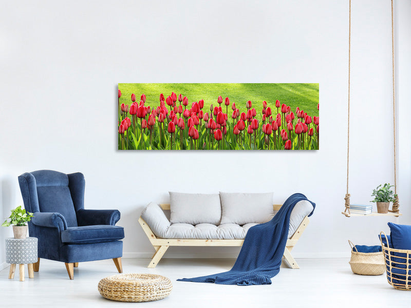 panoramic-canvas-print-red-tulip-field-in-the-sunlight
