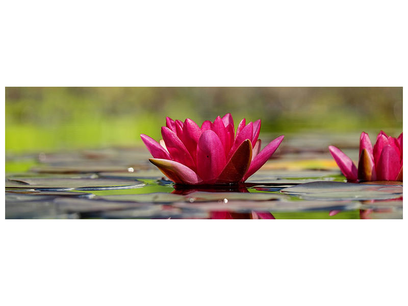 panoramic-canvas-print-red-water-lily-duo