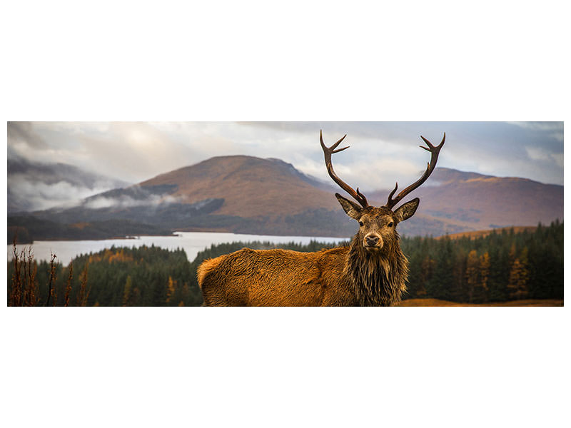 panoramic-canvas-print-scottish-stag