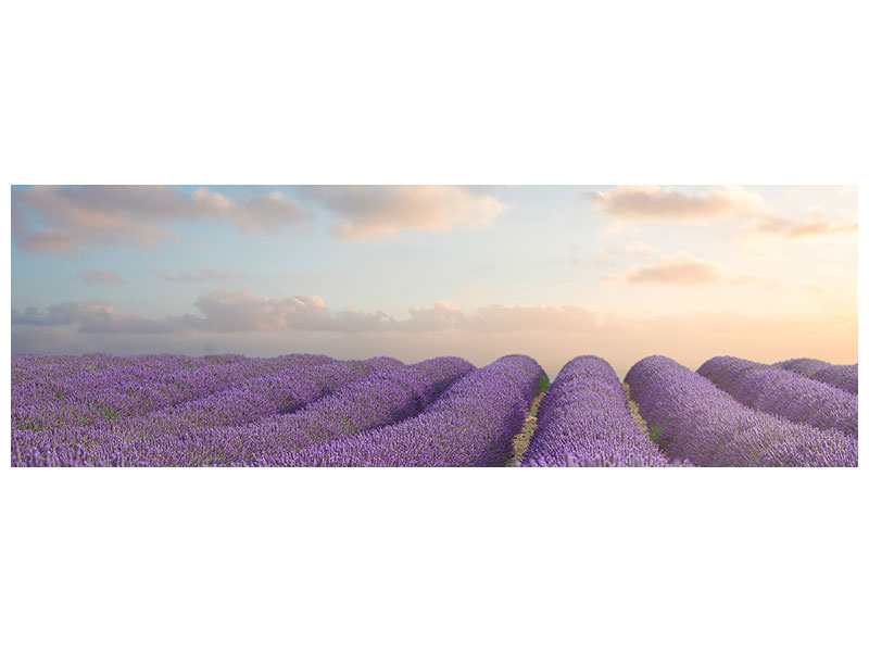 panoramic-canvas-print-the-blooming-lavender-field
