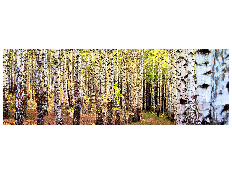 panoramic-canvas-print-the-path-between-birches