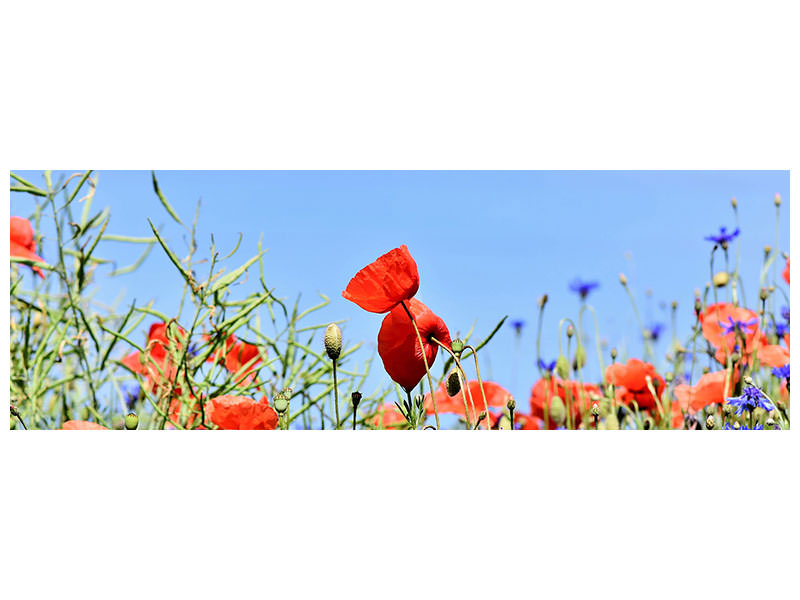 panoramic-canvas-print-the-poppy-in-the-flower-meadow