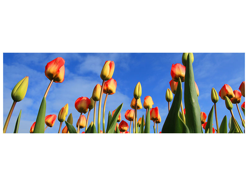 panoramic-canvas-print-tulips-tower-to-the-sky