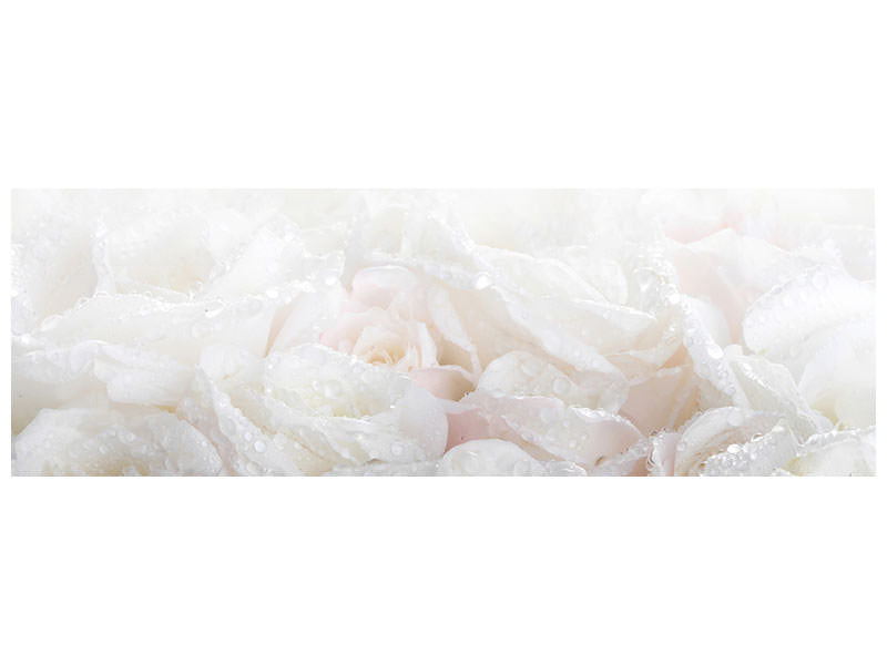 panoramic-canvas-print-white-roses-in-the-morning-dew