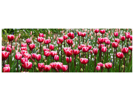 panoramic-canvas-print-wild-tulip-field