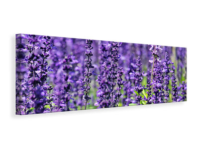 panoramic-canvas-print-xl-lavender