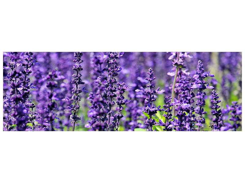 panoramic-canvas-print-xl-lavender