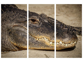 z-3-piece-canvas-print-attention-alligator