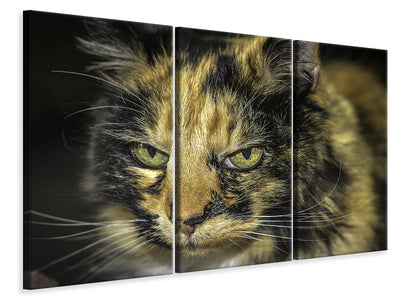 z-3-piece-canvas-print-attention-cat