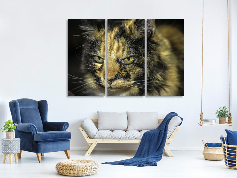 z-3-piece-canvas-print-attention-cat